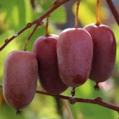 Актинидия ПУРПУРНО САДОВАЯ  аргута в Слониме