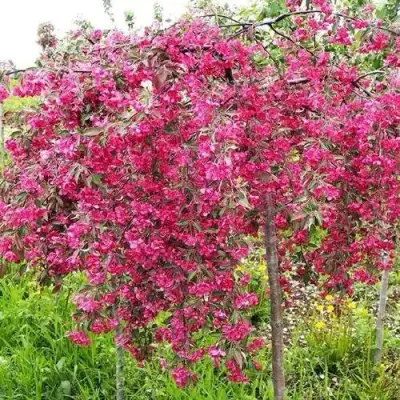 Яблоня КИНГ БЬЮТИ декоративная в Слониме