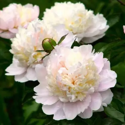 Пион ШИРЛИ ТЕМПЛ травянистый в Слониме