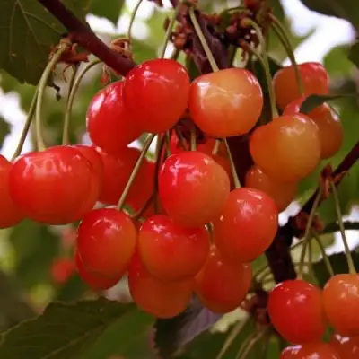 Черешня ФАТЕЖ в Слониме