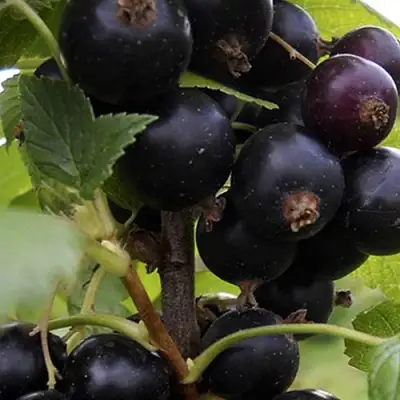 Смородина чёрная НЕСТЕР КОЗИН в Слониме