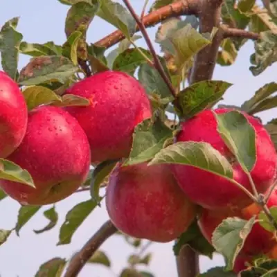 Яблоня РОЖДЕСТВЕНСКОЕ в Слониме