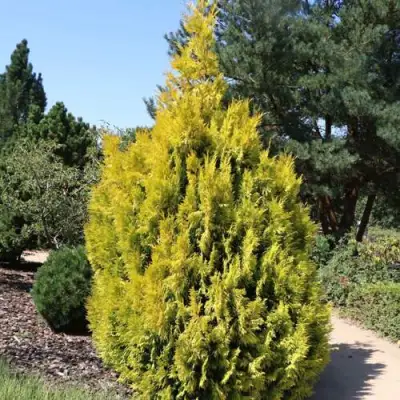 Туя СТОУНХАМ ГОЛД складчатая в Слониме