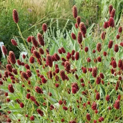 Кровохлебка БИТЛВИНГЗ в Слониме