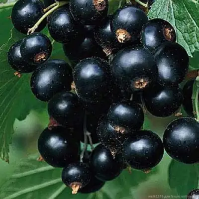 Смородина черная БЕН КОНАН в Слониме