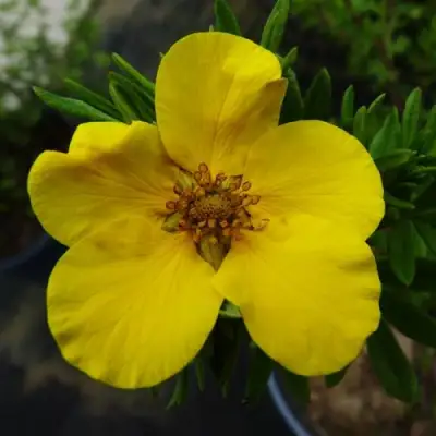 Лапчатка ГОЛДФИНГЕР кустарниковая в Слониме