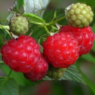 Малина СОЛНЫШКО в Слониме