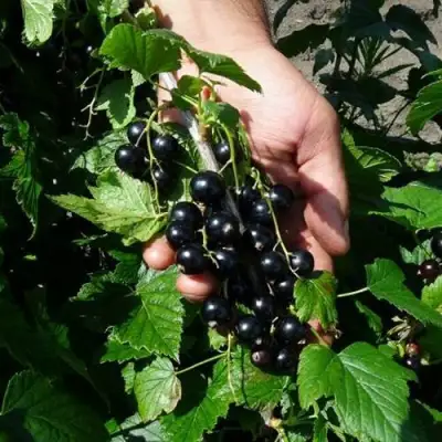 Смородина чёрная СЕЛЕЧЕНСКАЯ в Слониме
