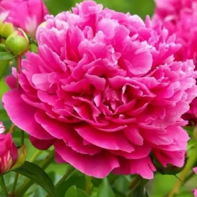 Пион НОЧНЫЕ ГРЕЗЫ древовидный в Слониме