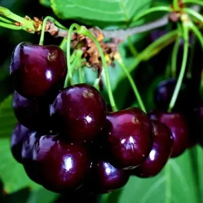 Дюк НОЧКА в Слониме