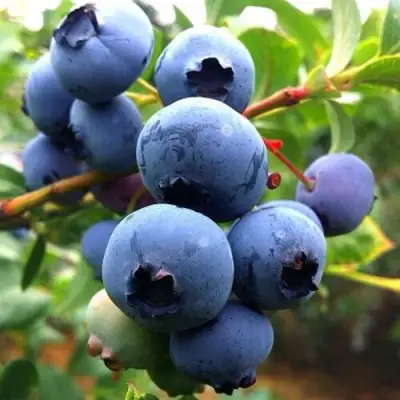 Голубика ДЮК в Слониме