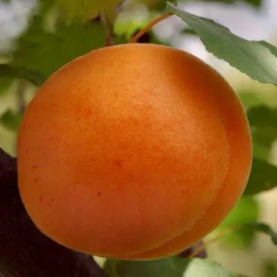 Абрикос ОЛИМП в Слониме