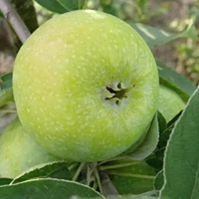 Яблоня РЕНЕТ СИМИРЕНКО в Слониме