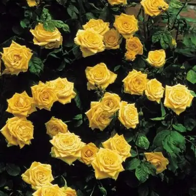 Роза ЛАНДОРА чайно-гибридная в Слониме