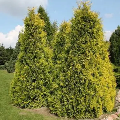 Туя АУРЕОСПИКАТА западная в Слониме