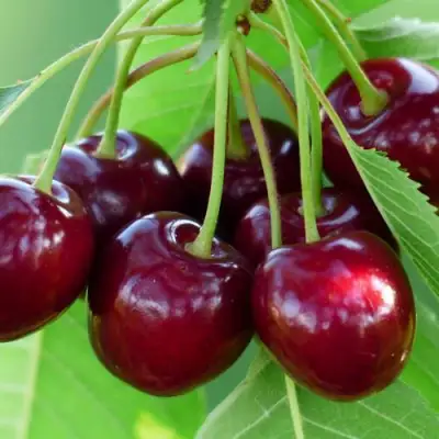 Дюк ЖИВИЦА (ЧЕРЕВИШНЯ) в Слониме