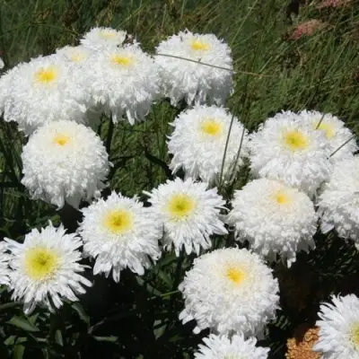 Нивяник ФИОНА ГОГХИЛЛ великолепный в Слониме