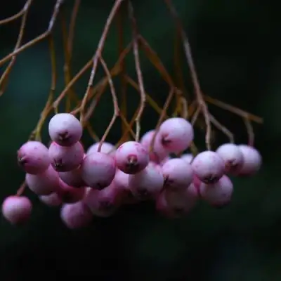 Рябина ПЕКИНСКАЯ сладкоплодная в Слониме