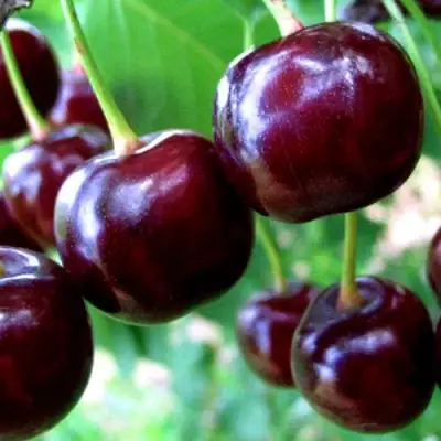 Дюк ЧУДО-ВИШНЯ в Слониме