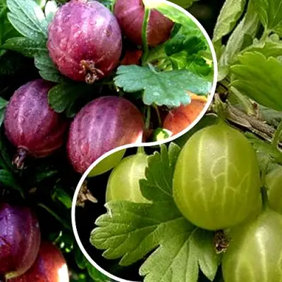 Комплект РЕДКИЙ СЧАСТЛИВЧИК в Слониме