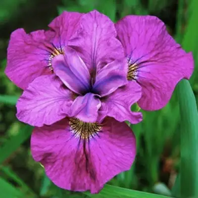 Ирис СИ Я ЛЕЙТЕР сибирский в Слониме