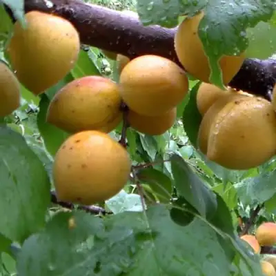 Абрикос МАНИТОБА в Слониме