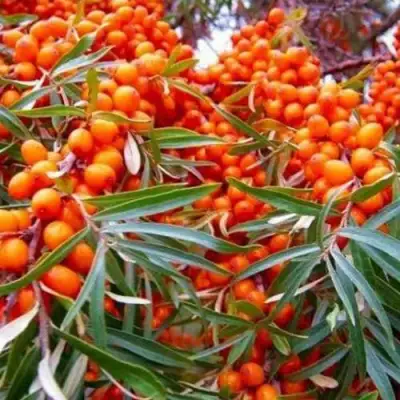 Облепиха ВОРОБЬЕВСКАЯ в Слониме