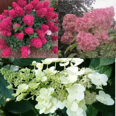 Комплект САД ЭМОЦИЙ в Слониме