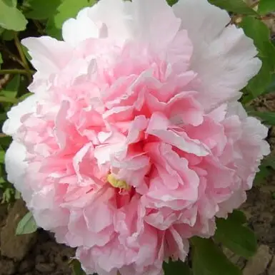 Пион БУКЕТ РОЗОВЫХ ГВОЗДИК древовидный в Слониме