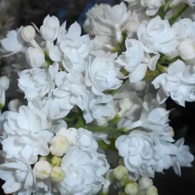 Сирень МИСС ЭЛЕН ВИЛМОТТ в Слониме