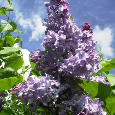 Сирень КРЫЛЬЯ НАДЕЖДЫ в Слониме