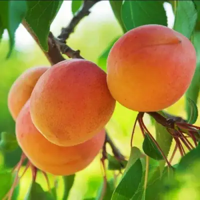 Абрикос ДЕБЮТ в Слониме