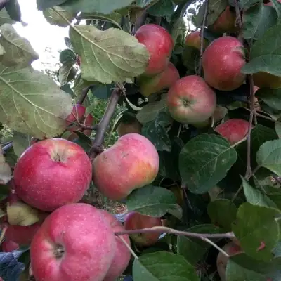 Яблоня АЛЬВА в Слониме