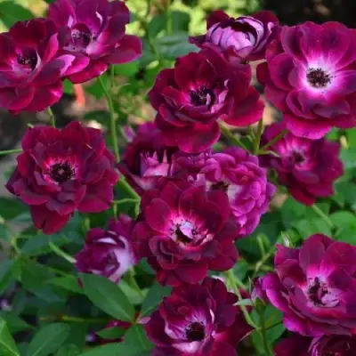 Роза БУРГУНДИ АЙС флорибунда в Слониме