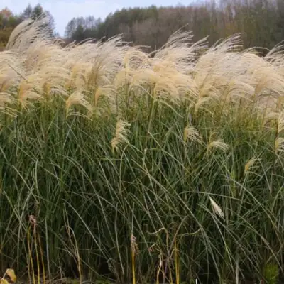 Мискантус ВАНИЛЛА СКАЙ китайский в Слониме
