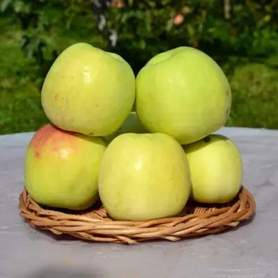 Яблоня БИРСКОЕ ГРУШЕВОЕ (БИЧИК) в Слониме