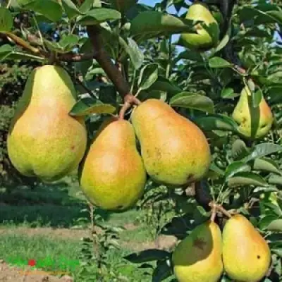 Груша ДОБРЯНКА в Слониме