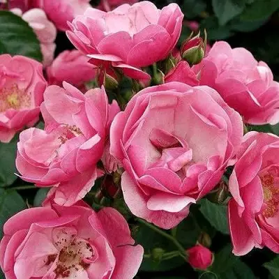 Роза АНГЕЛА флорибунда в Слониме