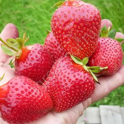 Клубника ЭЛИАНЕ в Слониме