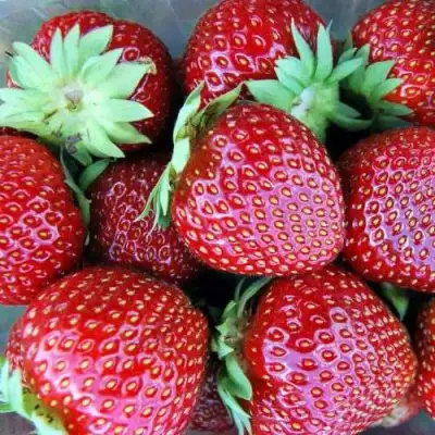 Клубника МАЛЬВИНА в Слониме