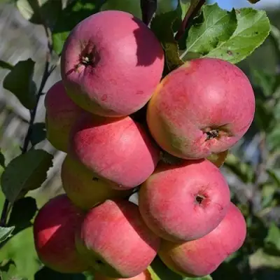 Яблоня ВЭМ-РОЗОВЫЙ в Слониме