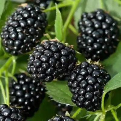 Ежевика ТРИПЛ КРАУН бесшипная  в Слониме