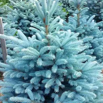 Ель МАДЖЕСТИК БЛЮ колючая в Слониме