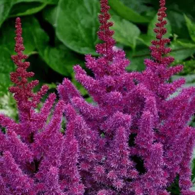 Астильба БЛЭК ЭНД БЛУ китайская в Слониме