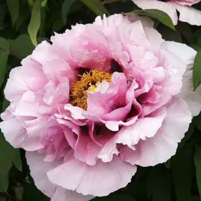 Пион РОЗОВАЯ РЕКА древовидный в Слониме