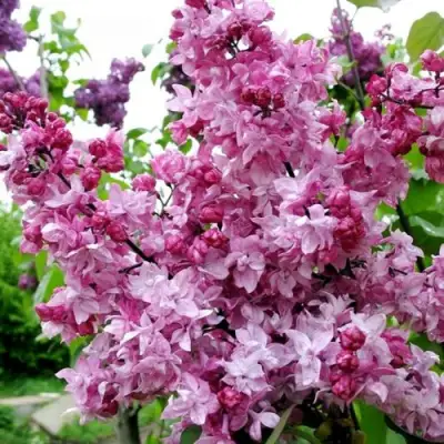 Сирень ОЛИМПИАДА КОЛЕСНИКОВА в Слониме