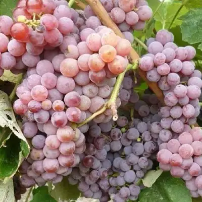 Виноград РИЛАЙНС ПИНК СИДЛИС в Слониме