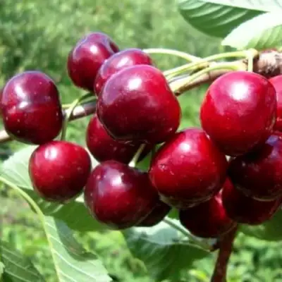 Вишня ВЯНОК в Слониме