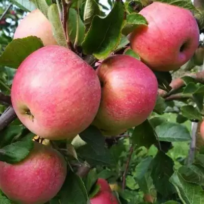 Яблоня ТЕРЕМОК в Слониме