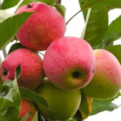 Яблоня МЕЧТА в Слониме